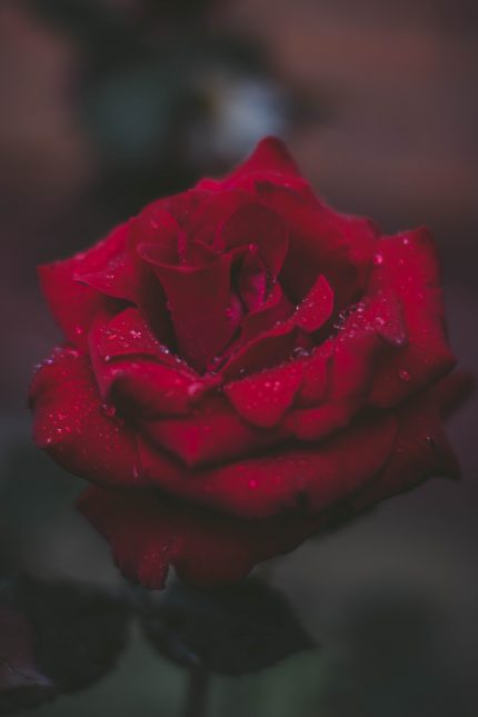 A Rose, plain and simple.
