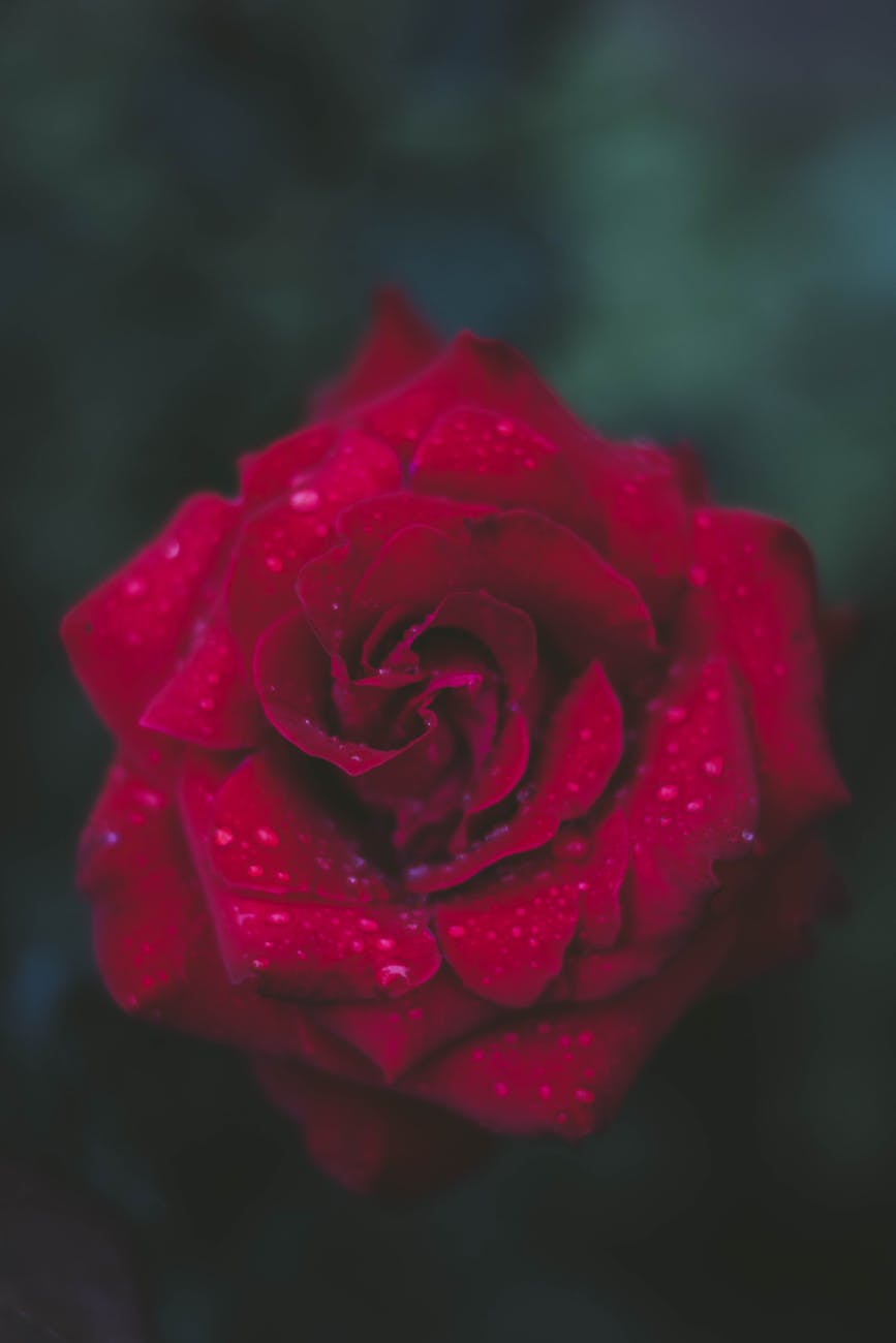 selective focus photography of red rose